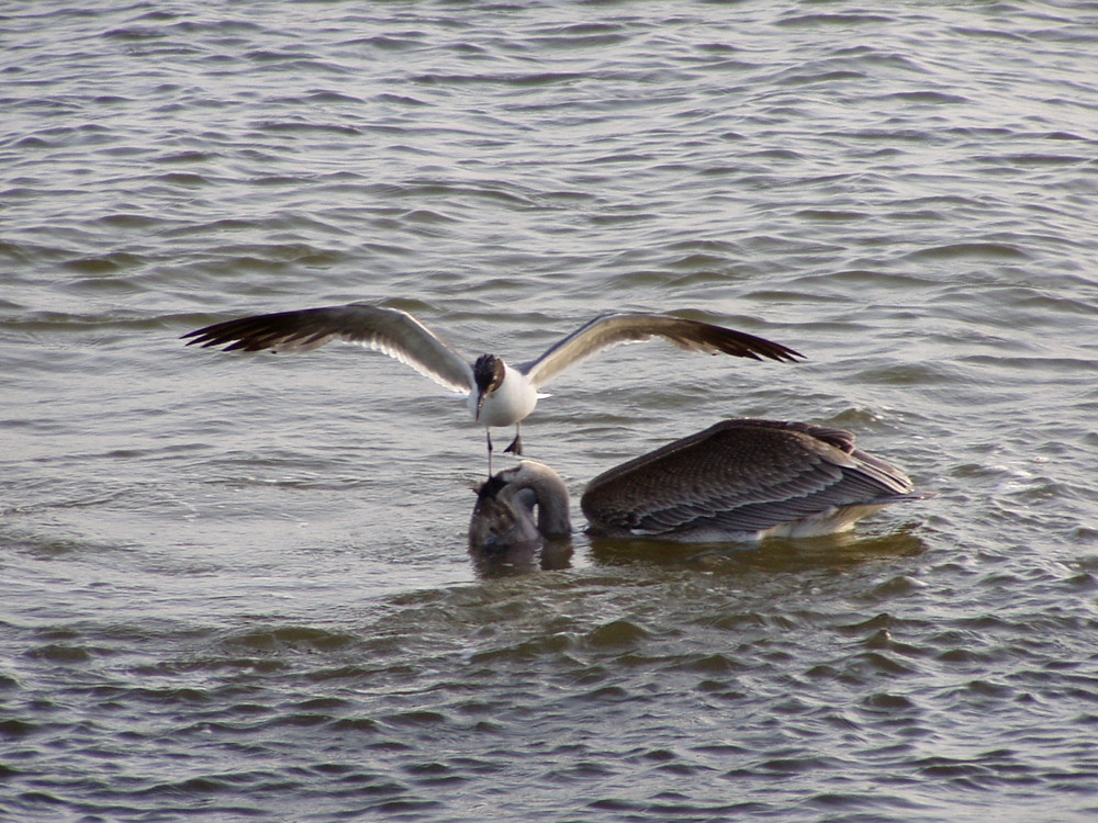 Fishing !