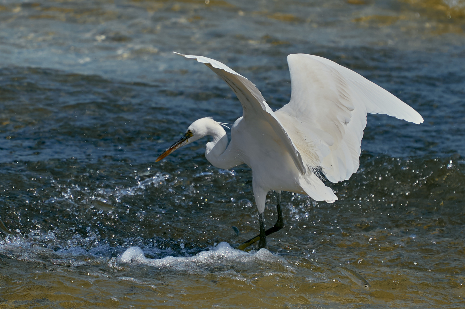 Fishing