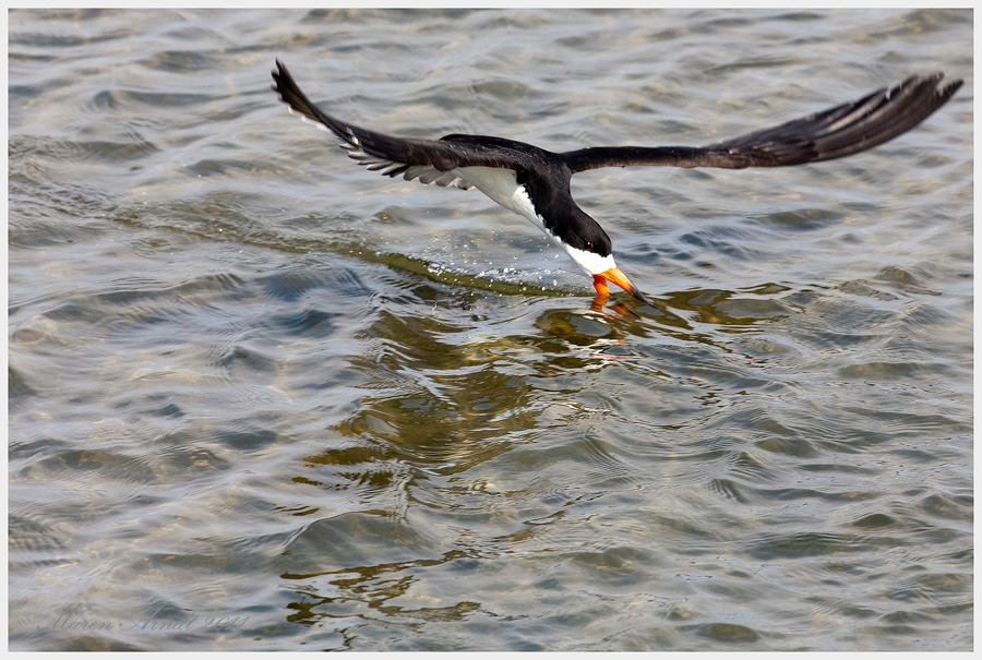 Fishing Black Skimmer