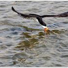 Fishing Black Skimmer