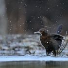 Fishing Blackbird - Female