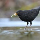 Fishing Blackbird - Male