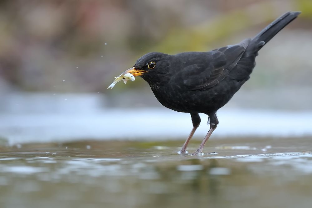 Fishing Blackbird Male Foto & Bild tiere, wildlife, wild lebende