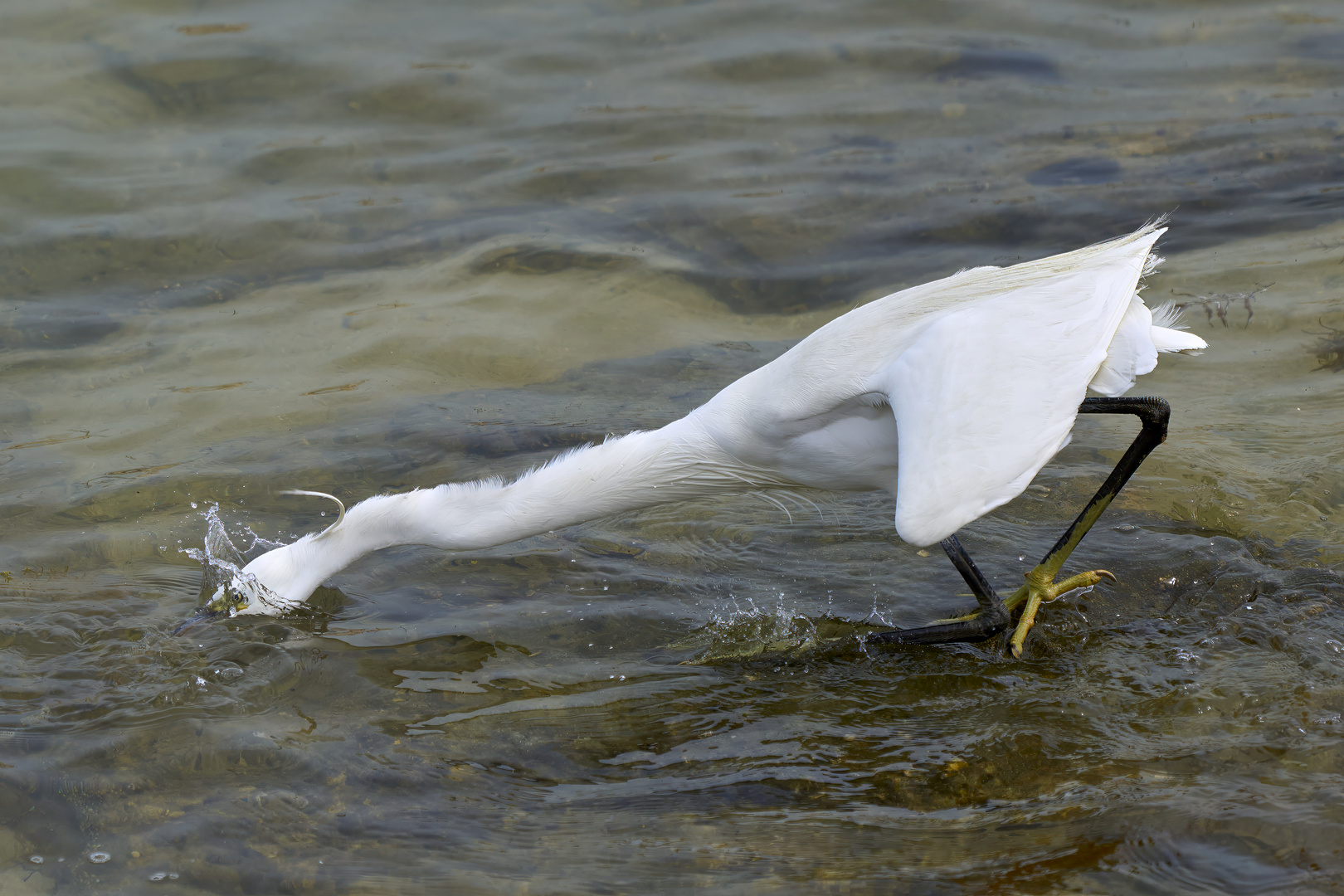 Fishing 