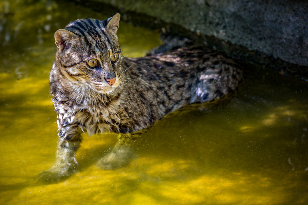 ...Fishing cat...