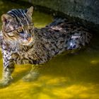 ...Fishing cat...