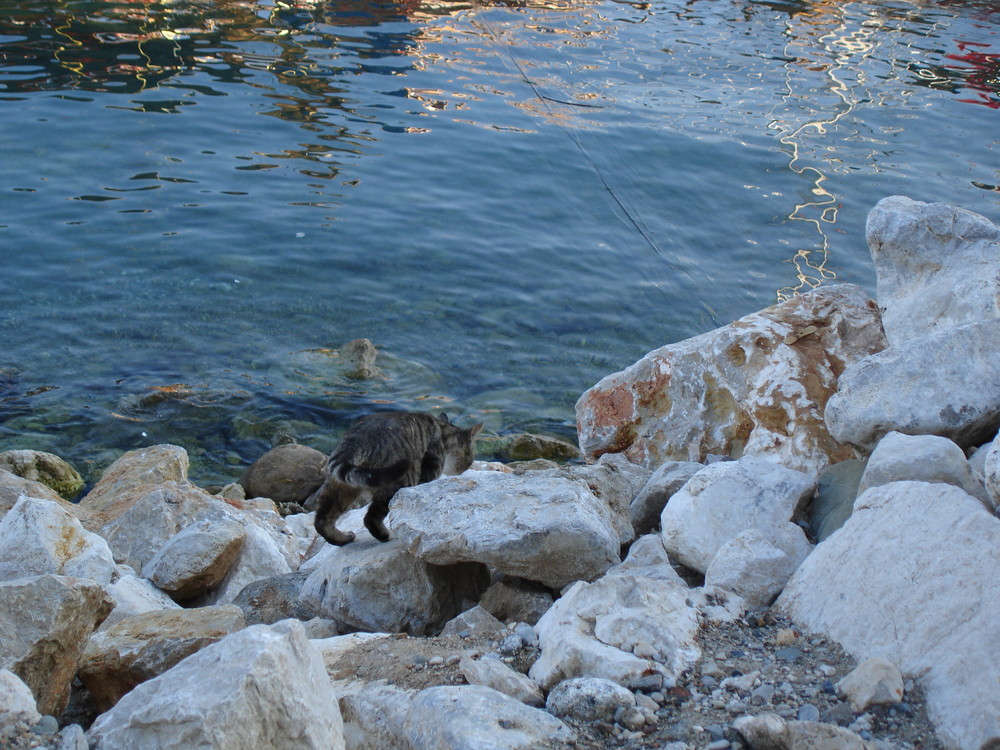 fishing cat