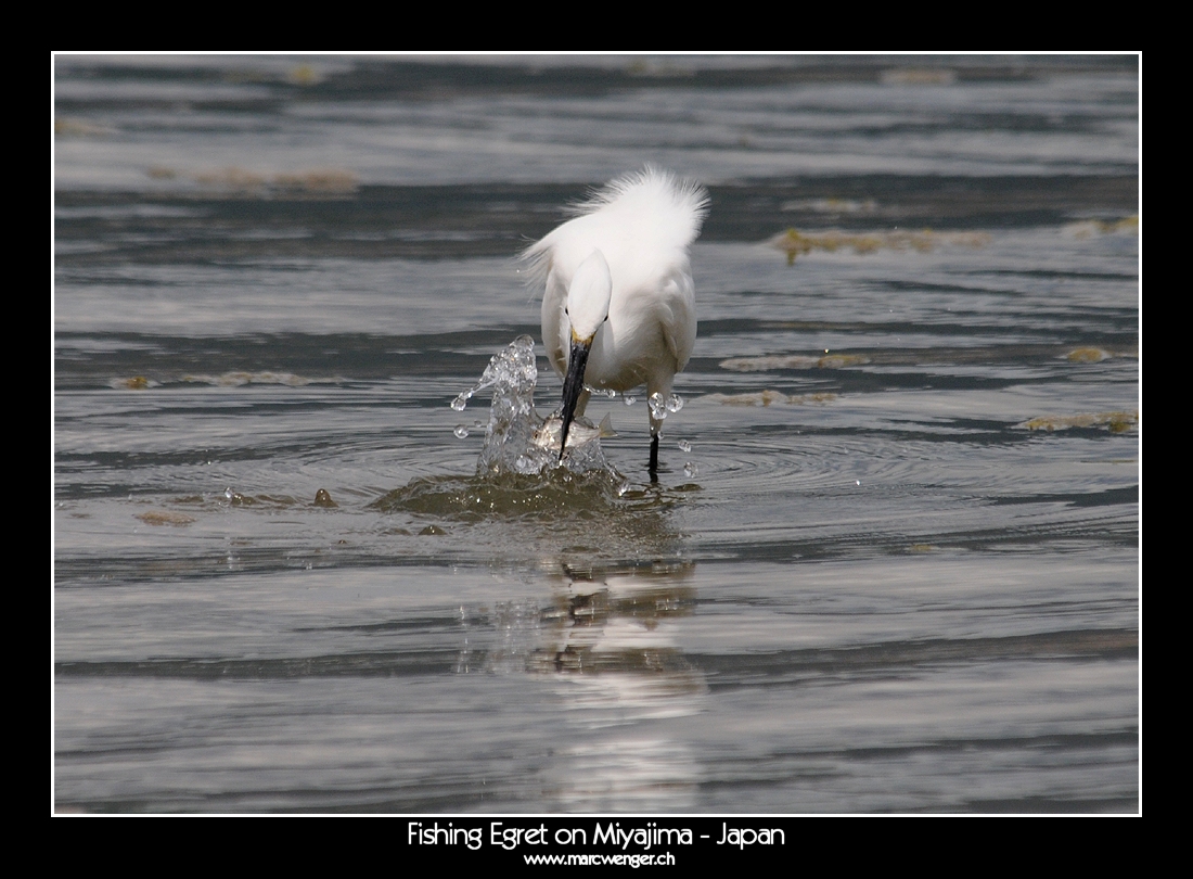 Fishing Egret on Miyajima - Japan