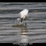 Fishing Egret on Miyajima - Japan