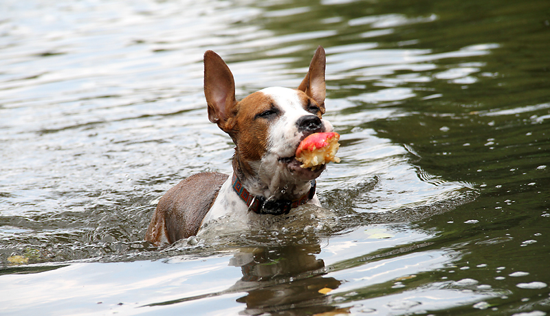 Fishing for apples