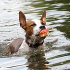 Fishing for apples