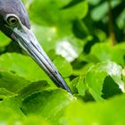 fishing for breakfast