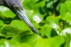 fishing for breakfast