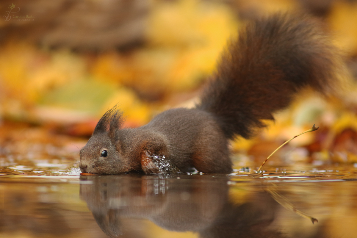 fishing for nuts