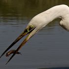 Fishing Great White Egret