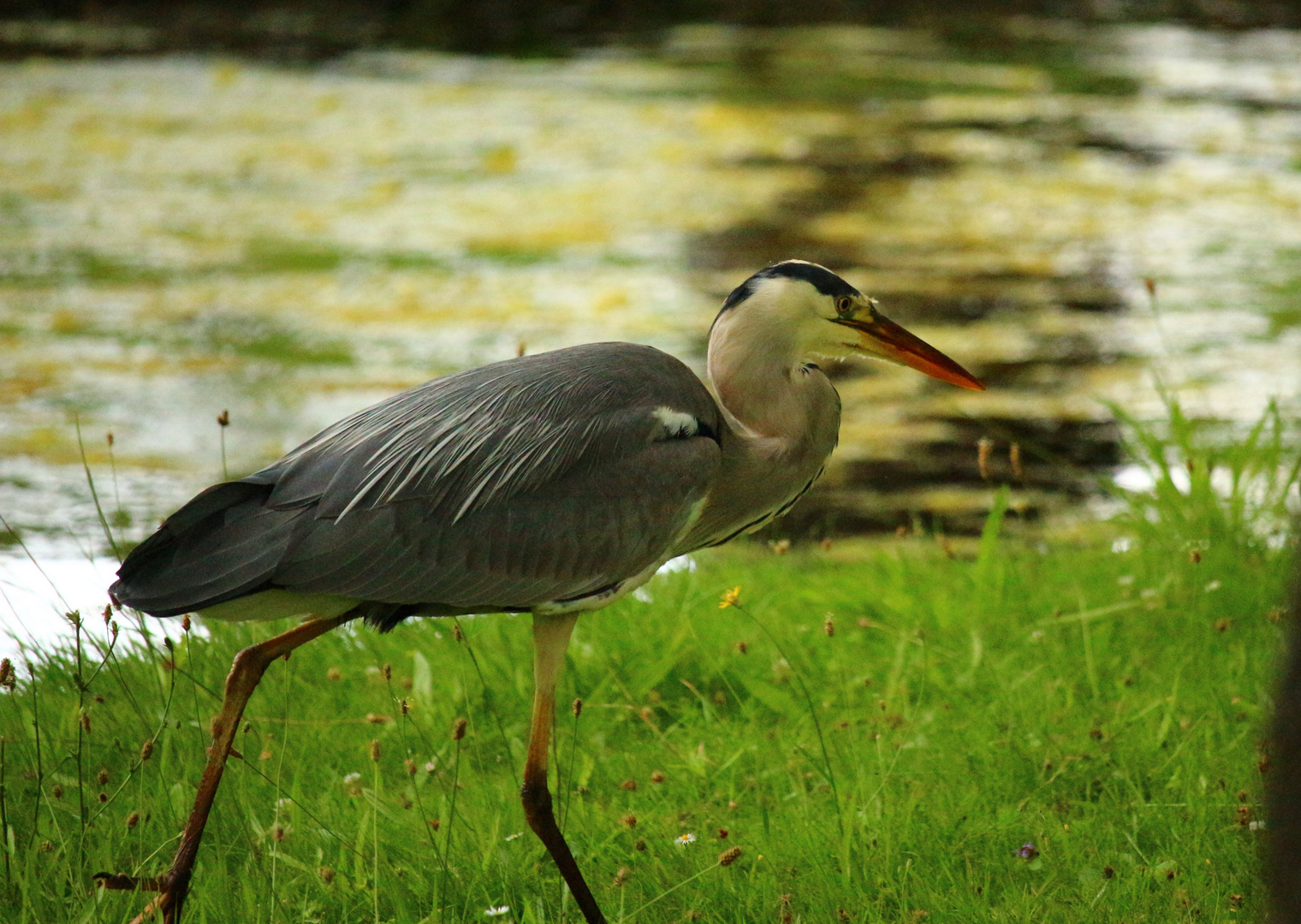 fishing in Bonn