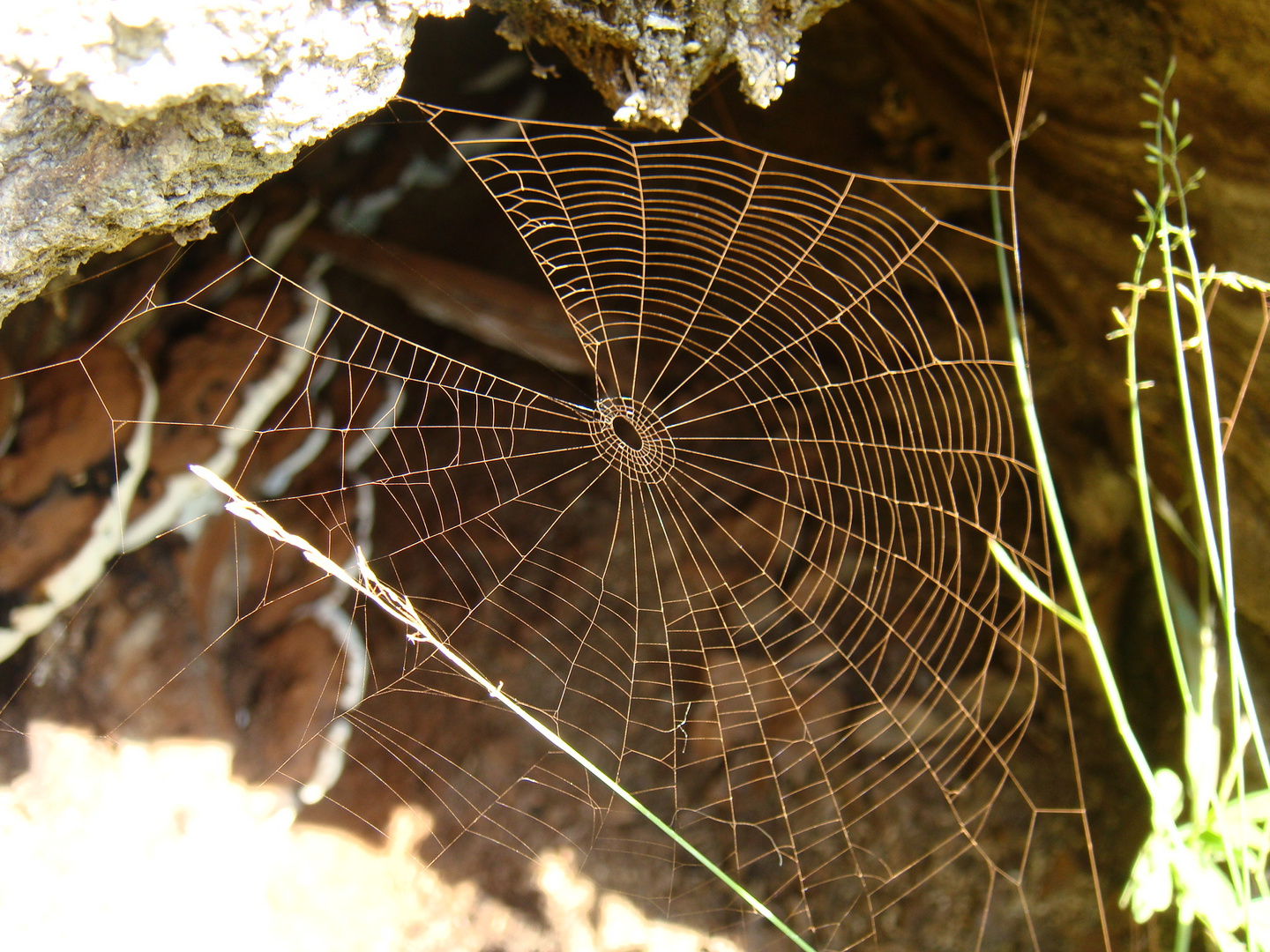 Fishing net