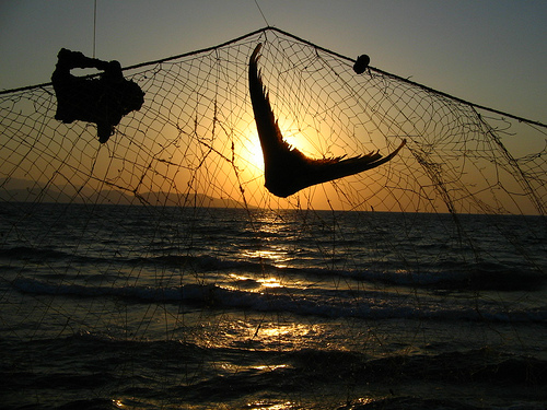 fishing net