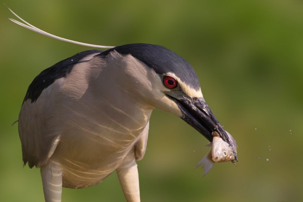 Fishing night heron