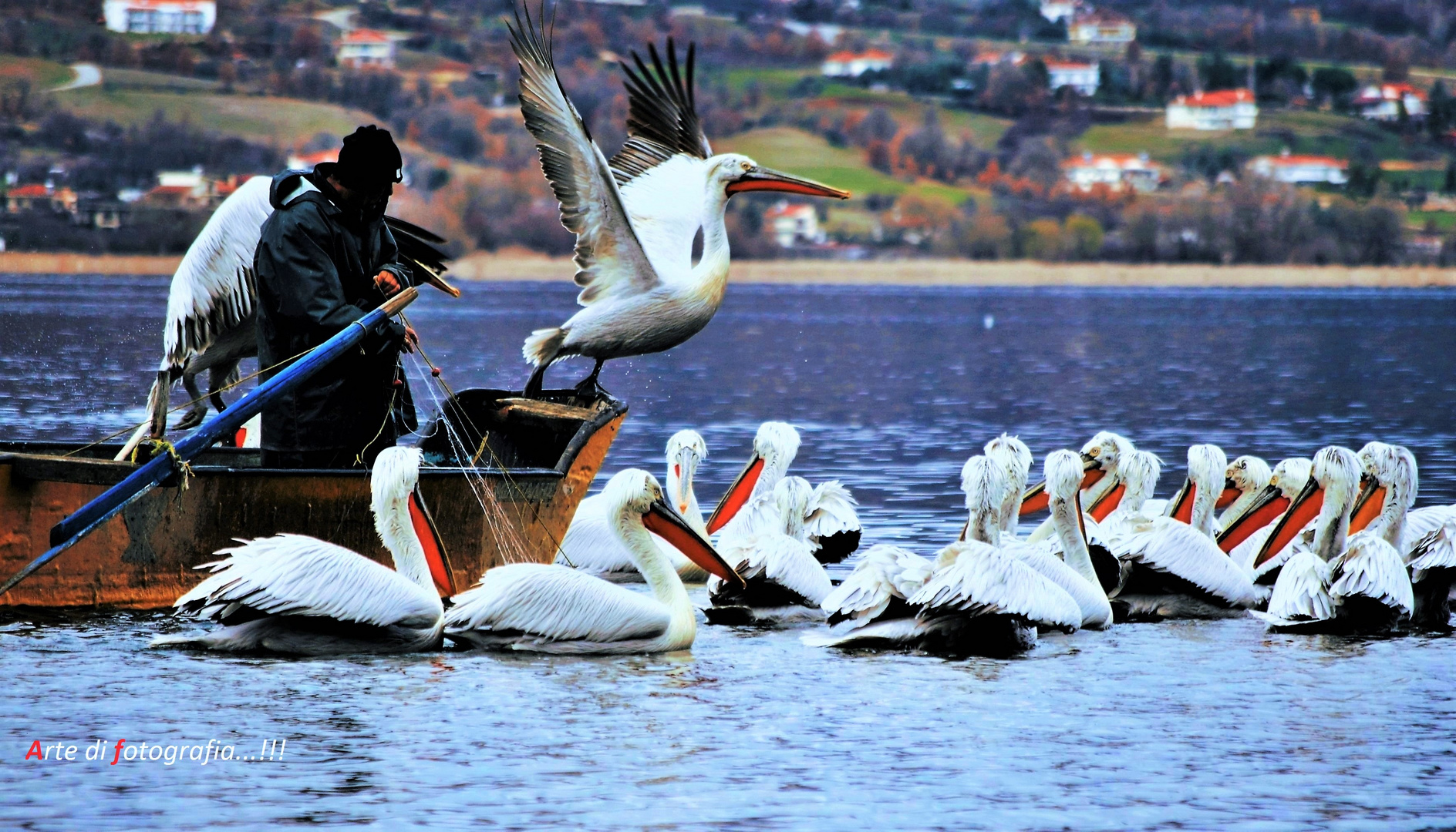 Fishing on the lake with pelicans !!