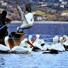 Fishing on the lake with pelicans !!