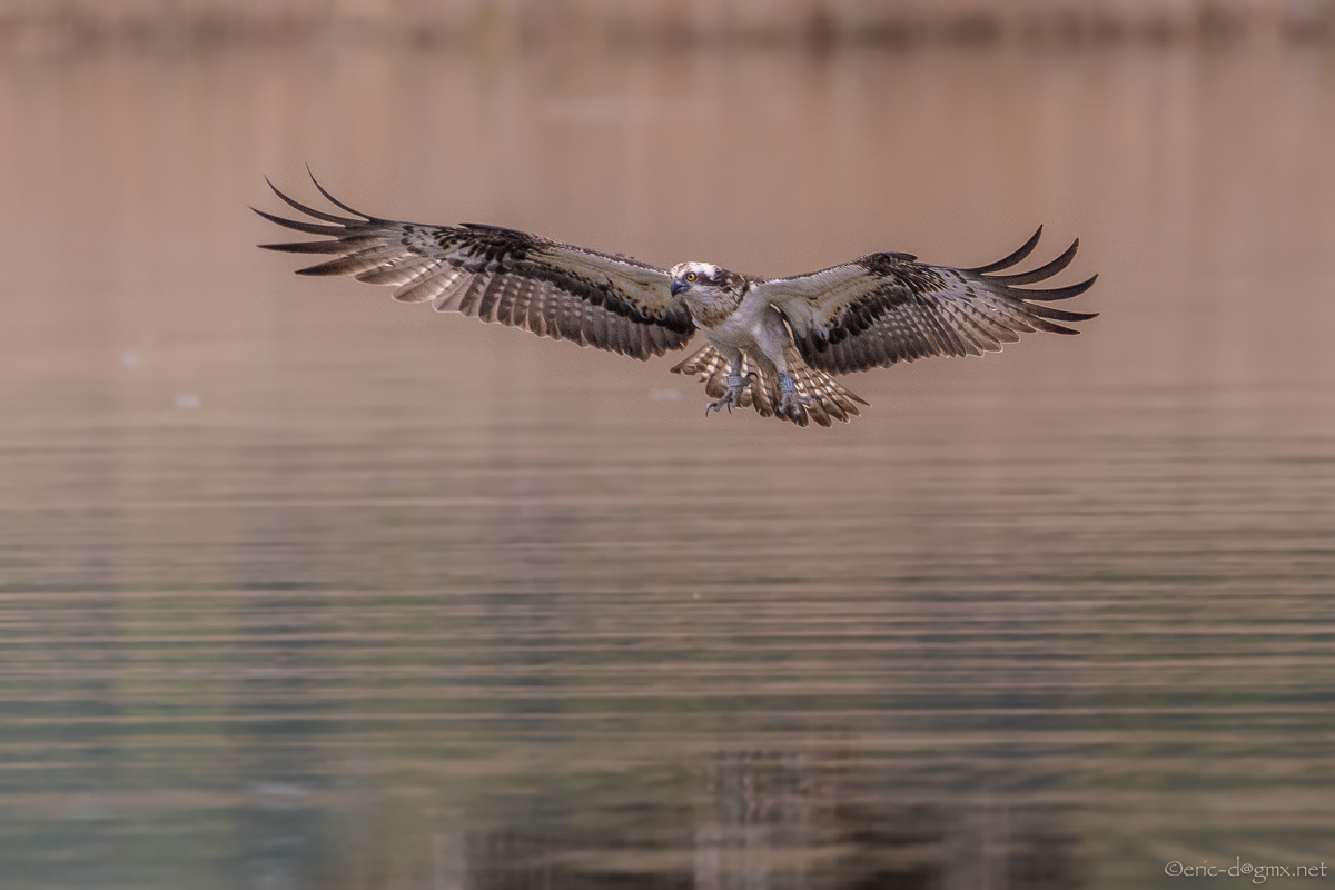 Fishing Osprey