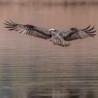 Fishing Osprey