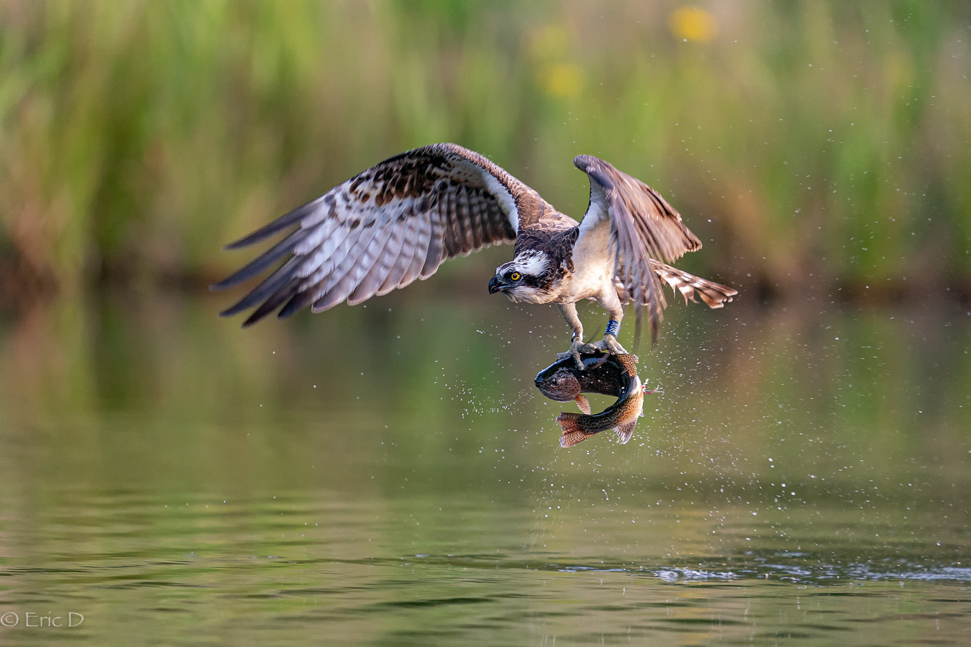 Fishing Osprey