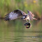 Fishing Osprey