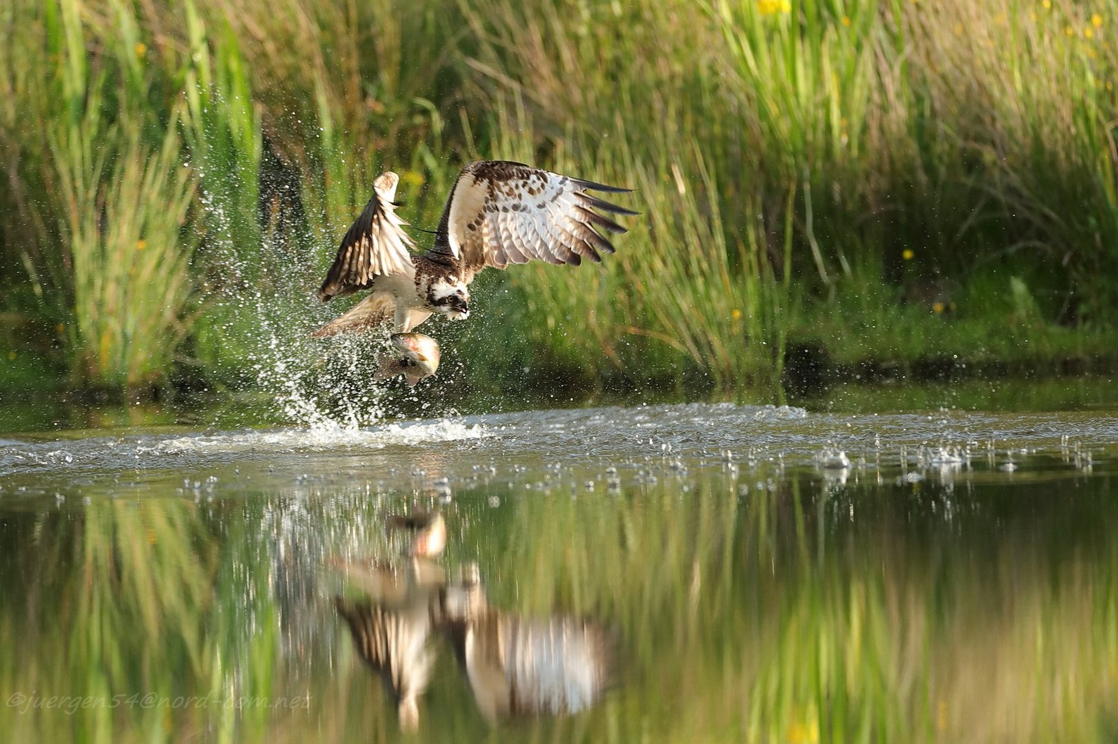 Fishing Osprey