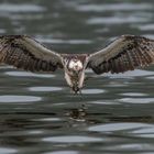 Fishing Osprey