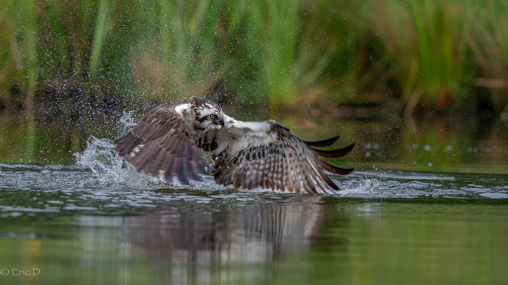 Fishing Osprey