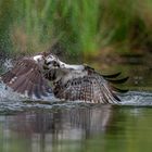 Fishing Osprey