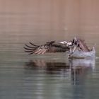 Fishing Osprey