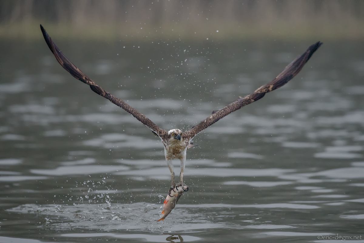Fishing Osprey