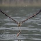 Fishing Osprey