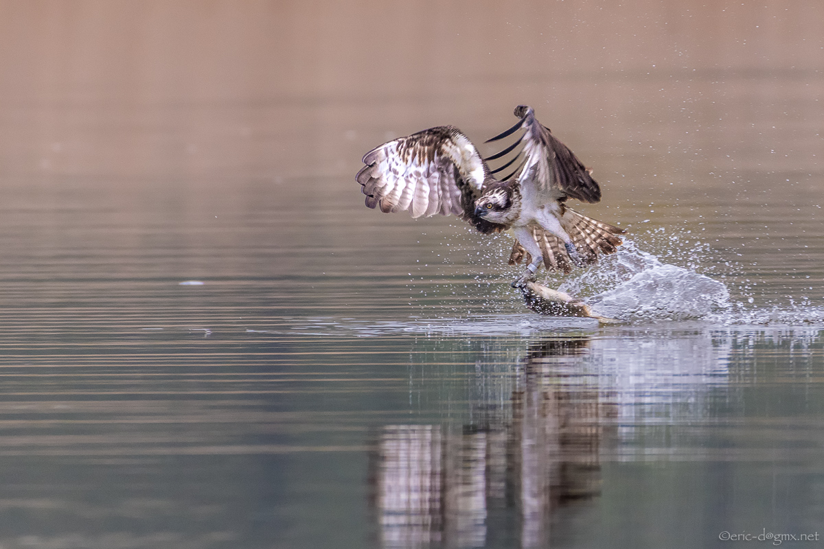 Fishing Osprey