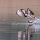 Fishing Osprey