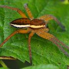 FISHING-SPIDER (Dolomedes fimbriatus)