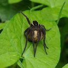 FISHING-SPIDER (Dolomedes fimbriatus) WITH KOKON