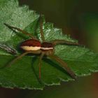 FISHING SPIDER ( Dolomedes ssp.)