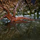 Fishing Spider