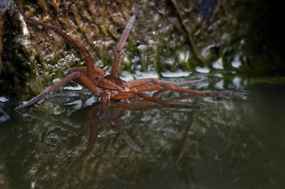 Fishing Spider