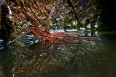 Fishing Spider