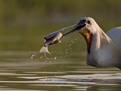 Fishing Spoon Bill