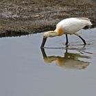 fishing spoonbill