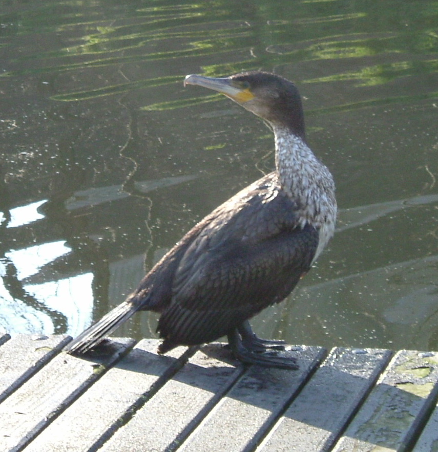 Fishing the Royal Canal