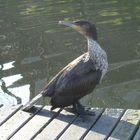 Fishing the Royal Canal