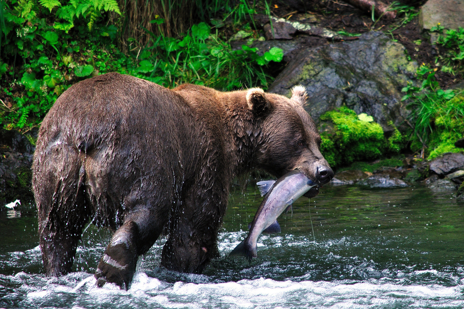 Fishing with Grizzly