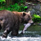 Fishing with Grizzly